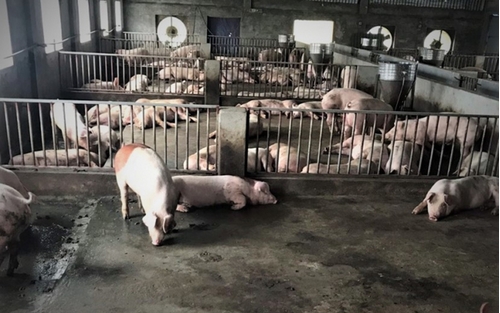 Xu hướng mới | Thịt lợn sinh học an toàn và giàu dinh dưỡng